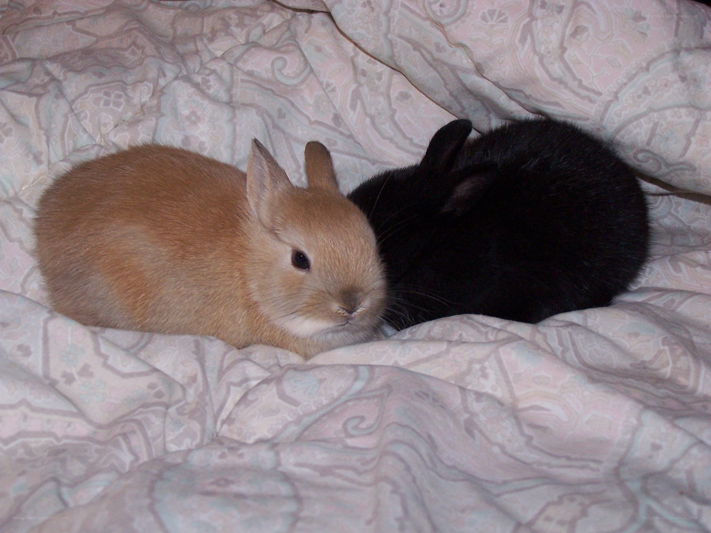Two bunnies on a blanket
