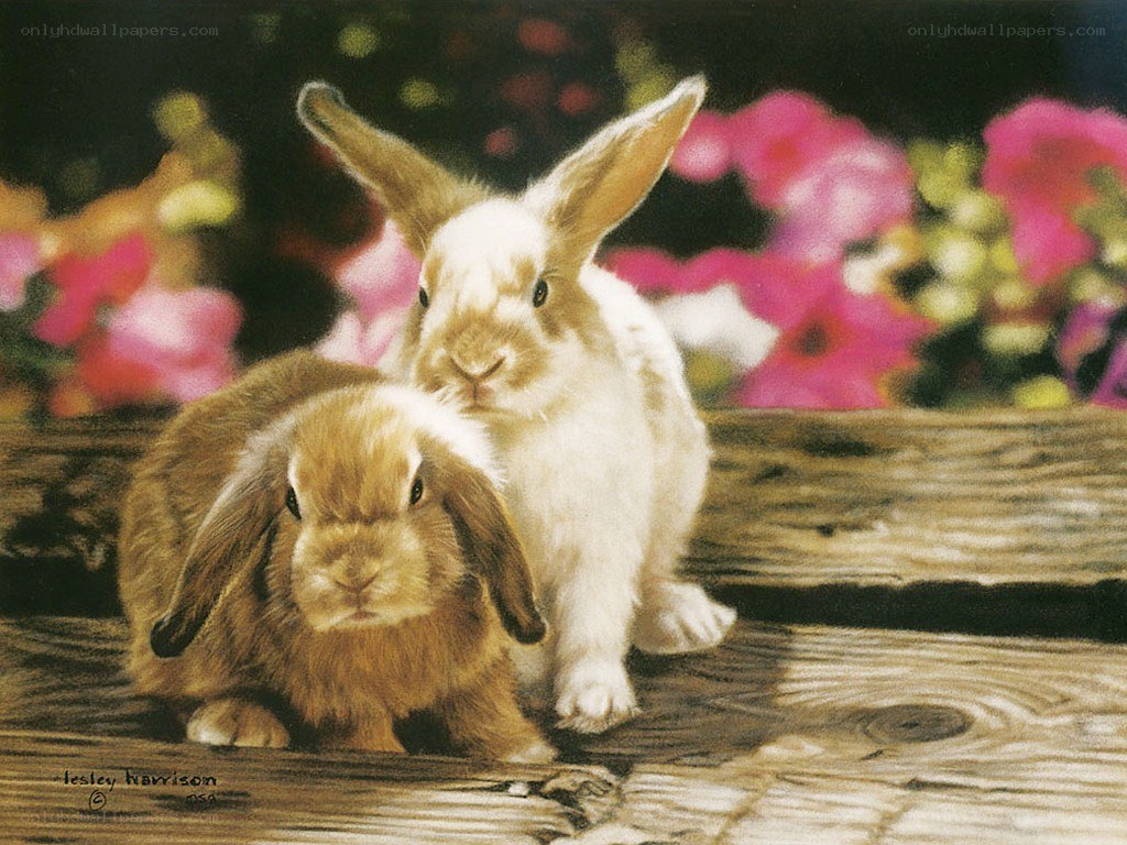 Two bunnies on a wooden surface