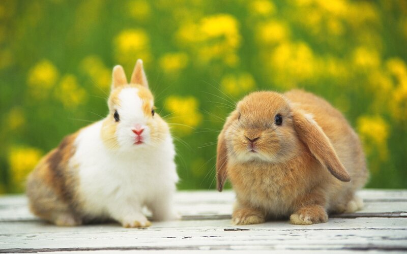 Two Bunnies on Wood
