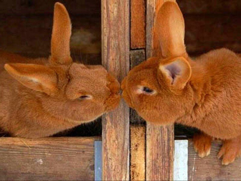 Two bunnies touching noses