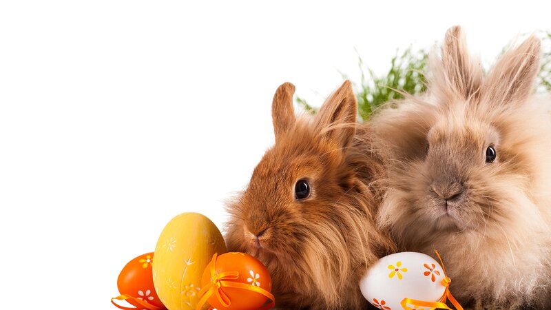 Two Bunnies with Eggs — Brown