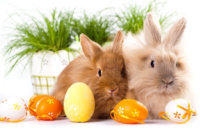 Two Bunnies with Eggs — White, Calm