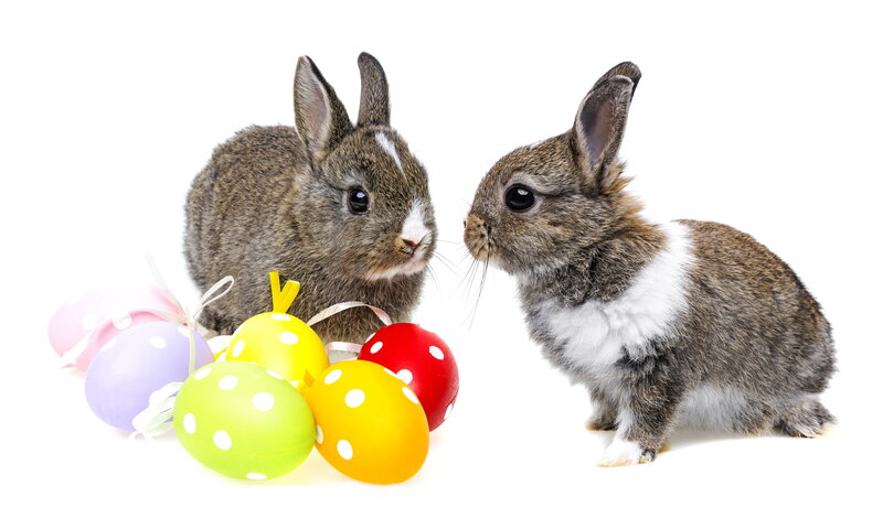 Two Bunnies with Eggs — White, Playful