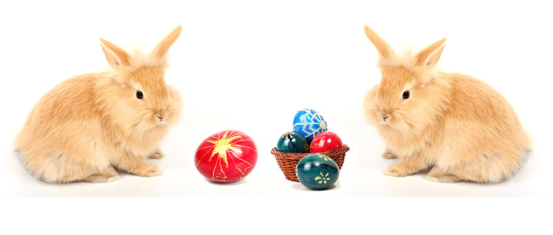 Two Bunnies with Eggs — White