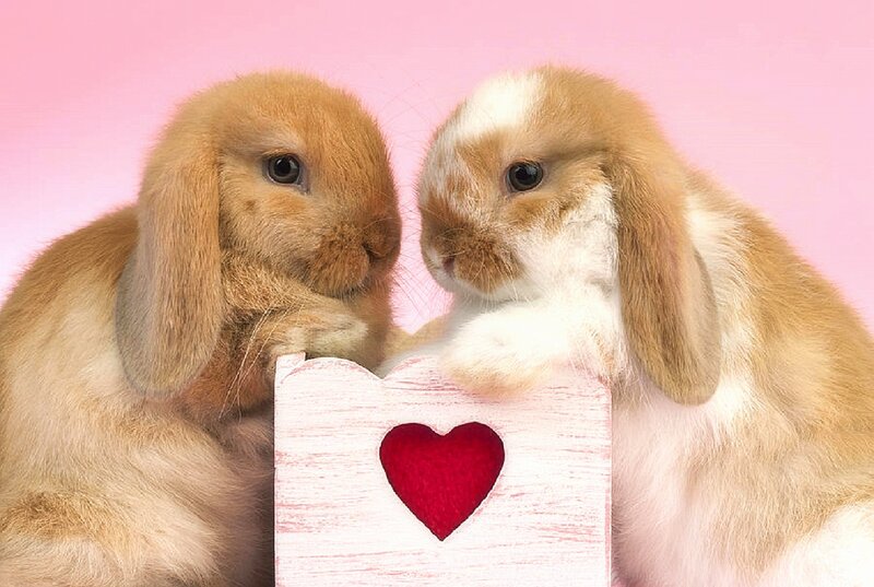 Two Bunnies with Heart