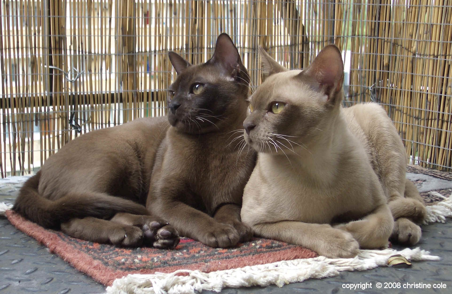 Two Burmese cats on a rug
