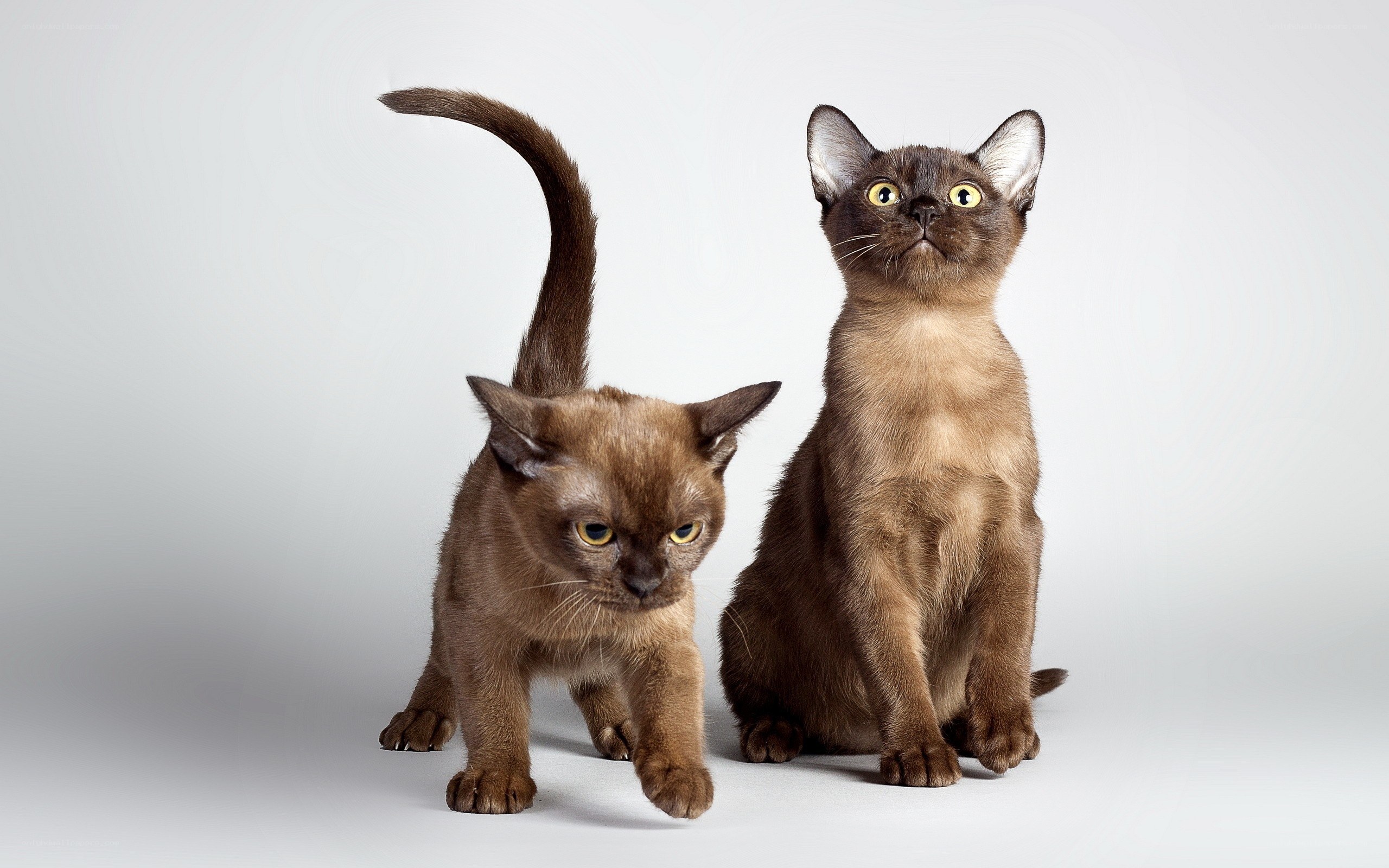 Two Burmese cats on white