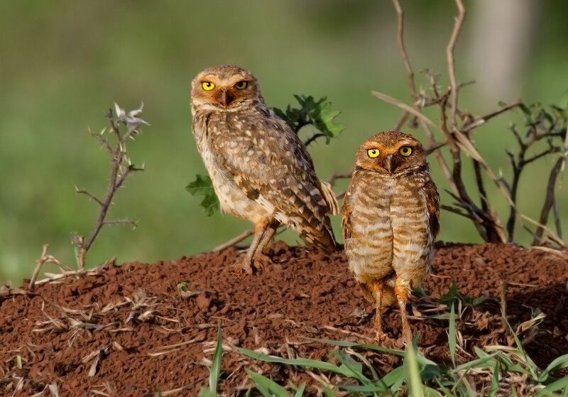 Two Burrowing Owls — Brown, Alert, Afternoon