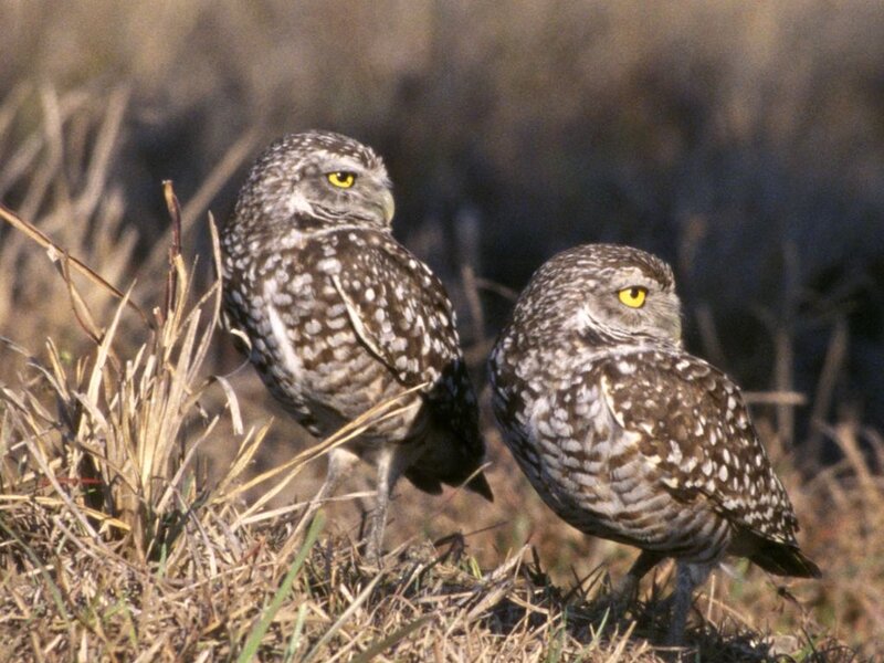 Two Burrowing Owls — Brown, Alert