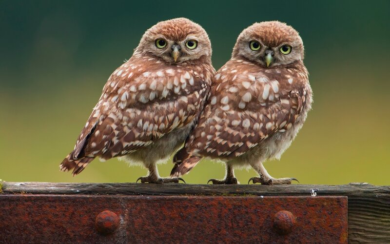 Two Burrowing Owls — Brown, Calm, Afternoon