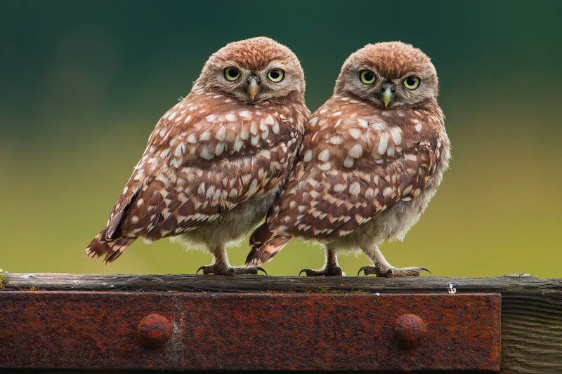 Two Burrowing Owls — Brown, Calm, Photograph