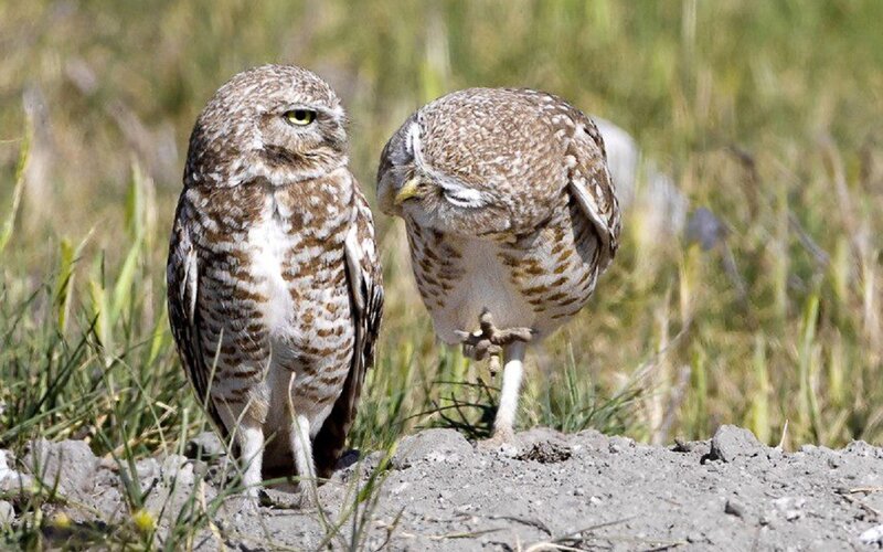 Two Burrowing Owls — Brown, Calm