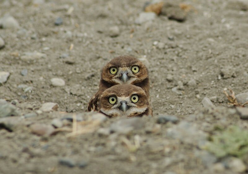 Two Burrowing Owls — Brown, Curious, Photograph