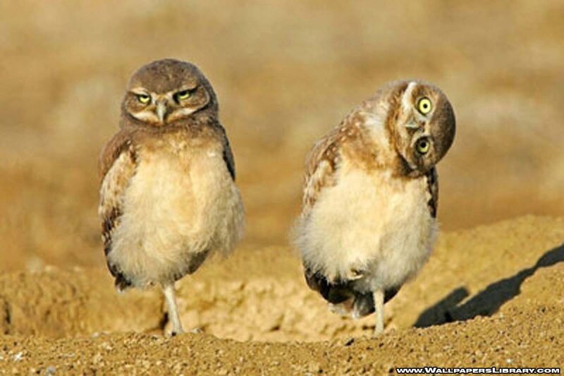 Two Burrowing Owls — Brown, Curious
