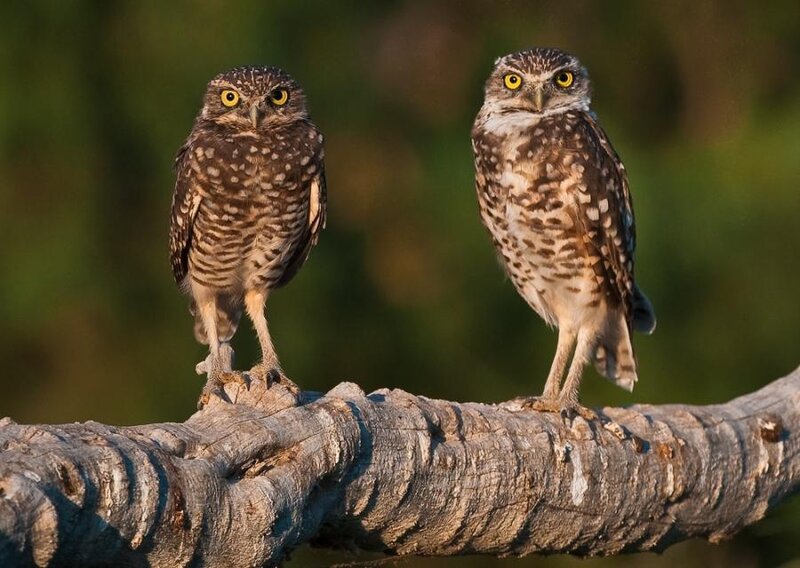 Two Burrowing Owls — Brown