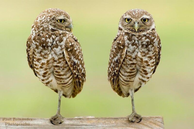 Two Burrowing Owls