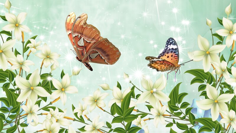 Two Butterflies Among Flowers