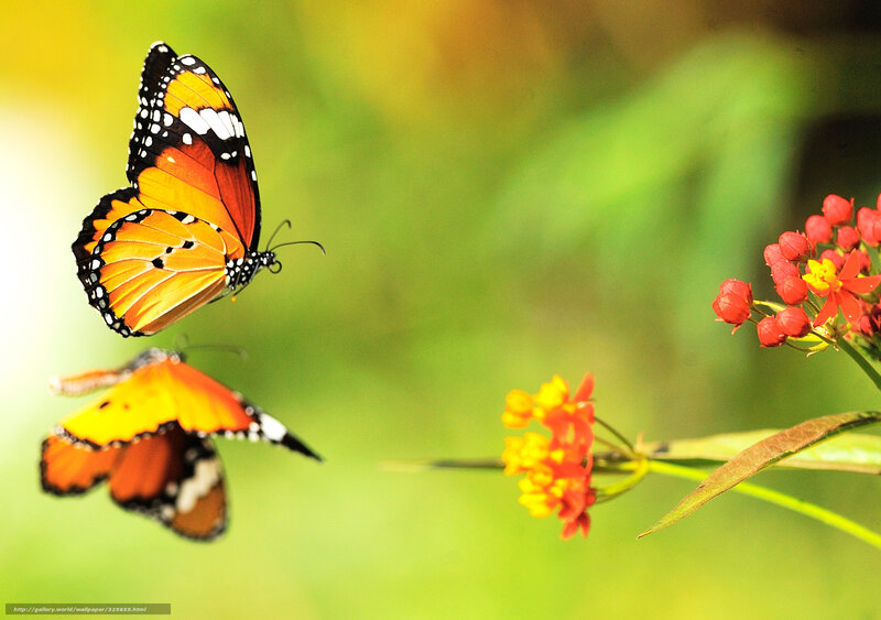 Two Butterflies Flying — Orange, Serene, Afternoon