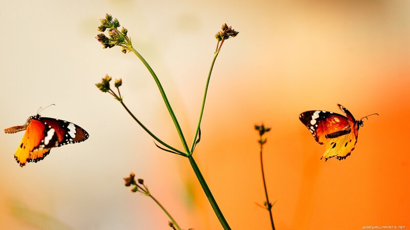 Two Butterflies Flying — Orange, Serene, Sunset