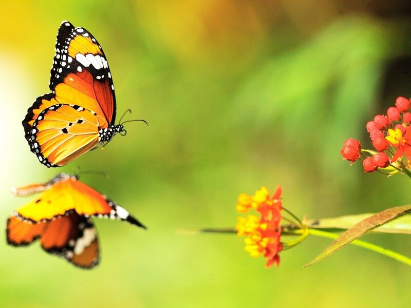 Two Butterflies Flying — Orange, Serene