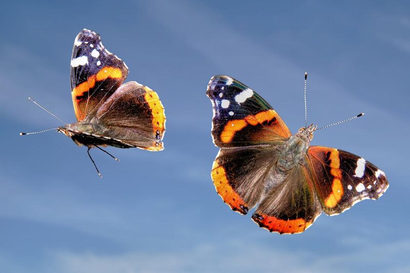 Two butterflies in flight