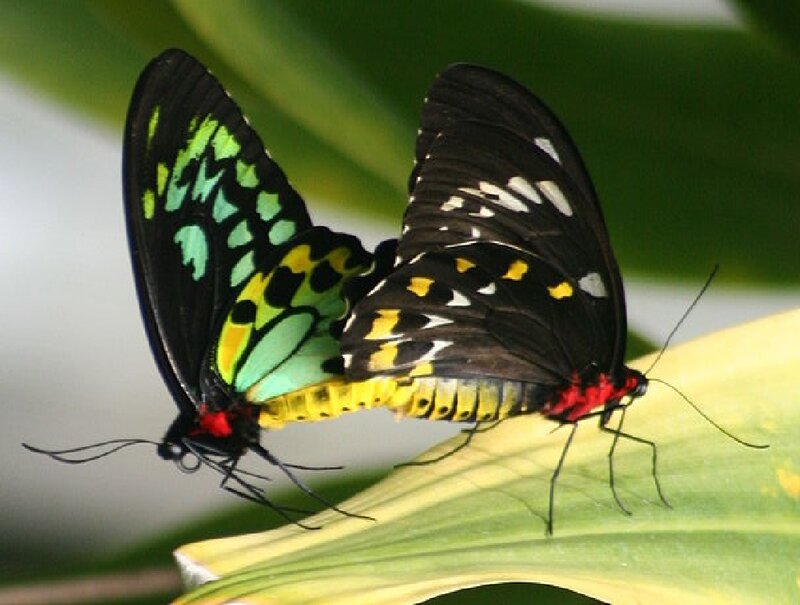 Two Butterflies Mating — Black, Natural