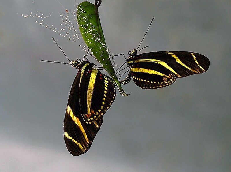 Two Butterflies Mating — Black