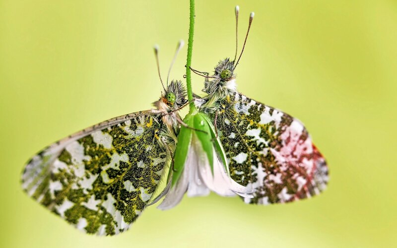 Two Butterflies Mating — Green, Natural, Photograph