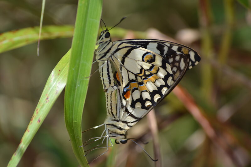 Two Butterflies Mating — Green, Natural