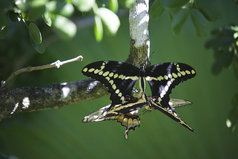 Two Butterflies Mating — Green