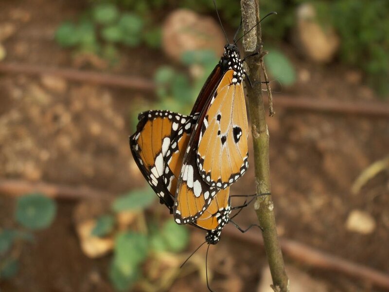 Two butterflies mating on a branch