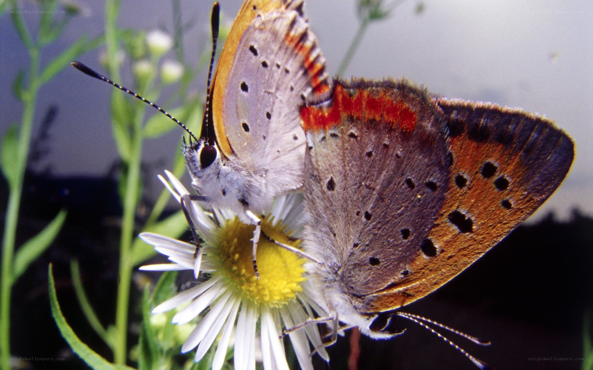 Two butterflies mating on a flower