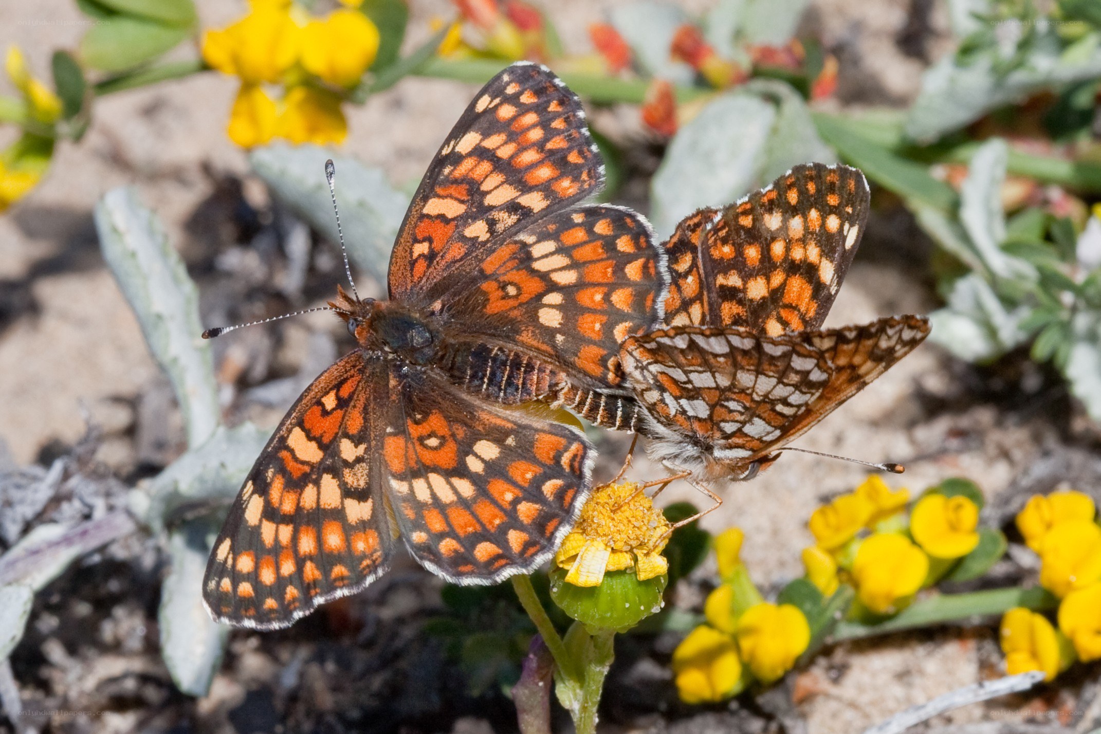 Two butterflies mating on a flower