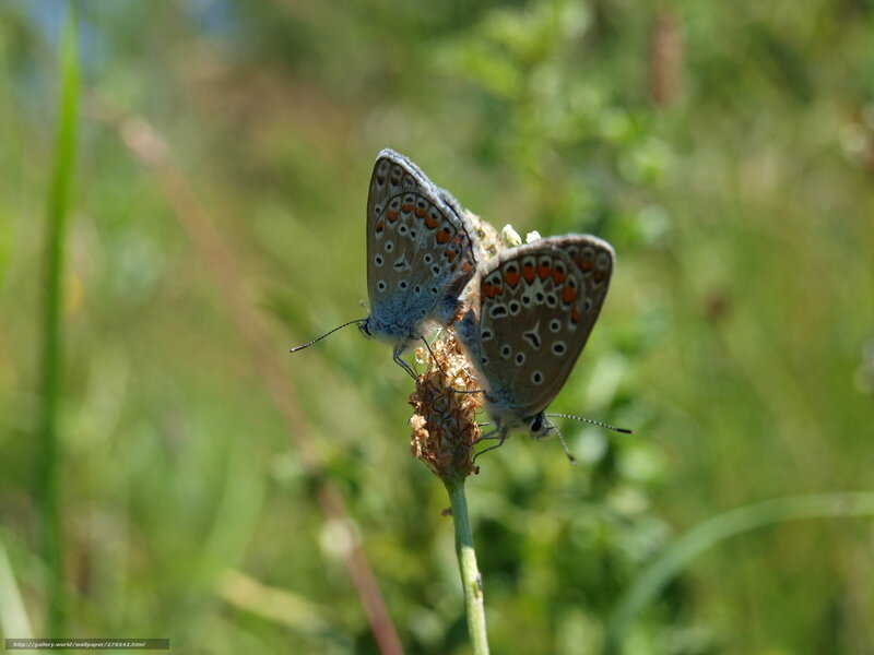Two butterflies mating on a flower