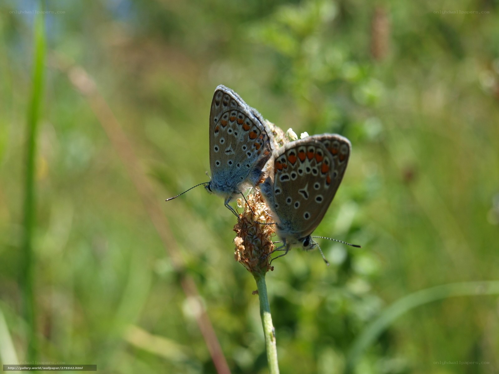 Two butterflies mating on a flower
