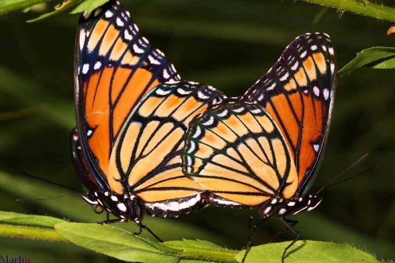 Two butterflies mating on a leaf