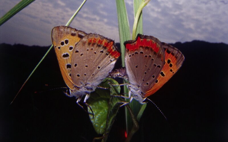 Two butterflies mating on a leaf