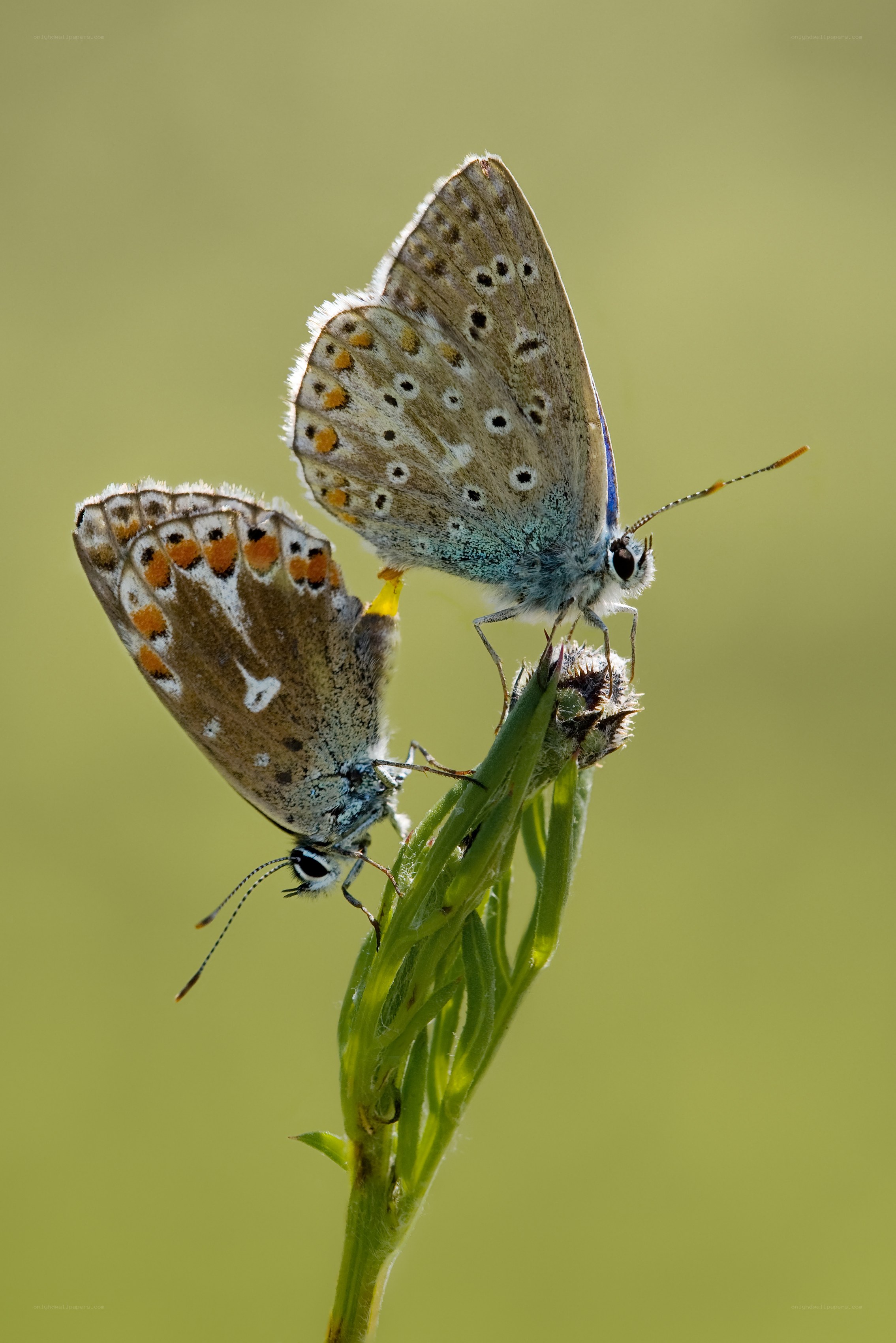 Two butterflies mating on a plant