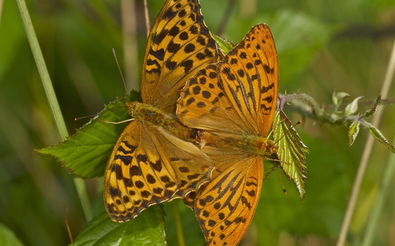 Two Butterflies Mating — Orange, Natural, Afternoon, Photograph
