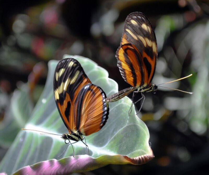 Two Butterflies Mating — Orange, Natural, Photograph