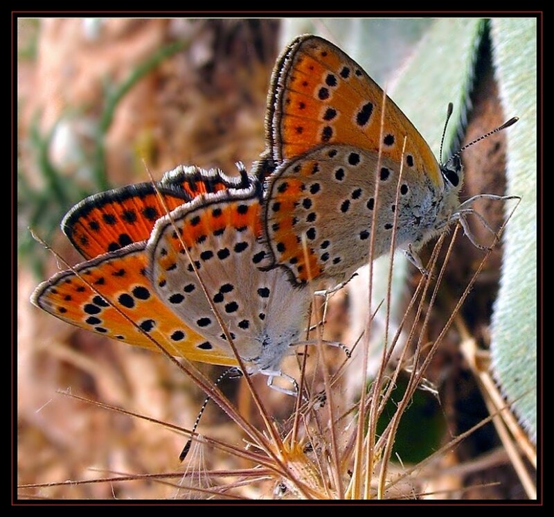 Two Butterflies Mating — Orange, Natural