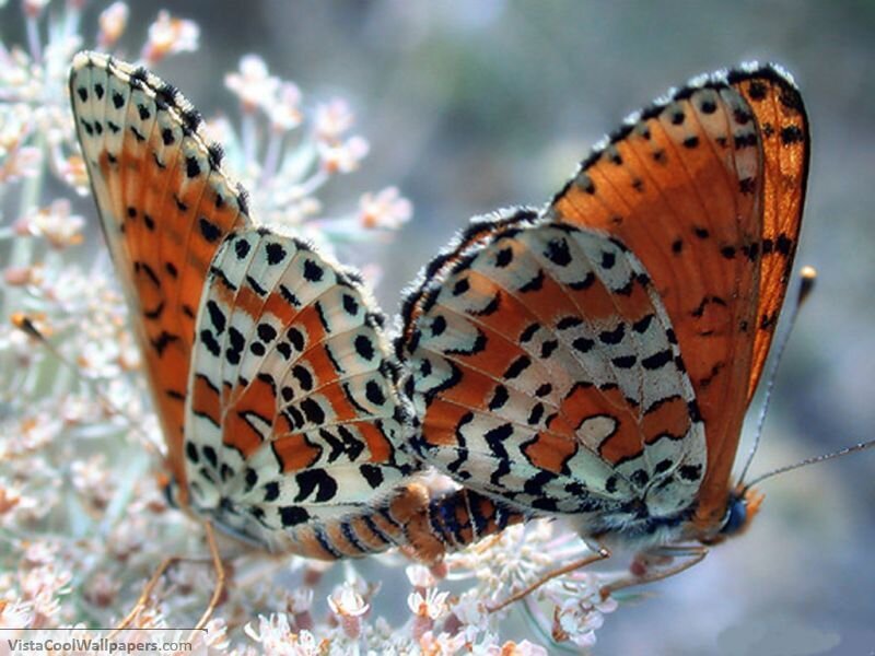 Two Butterflies Mating — Orange