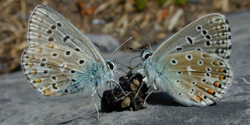 Two butterflies mating