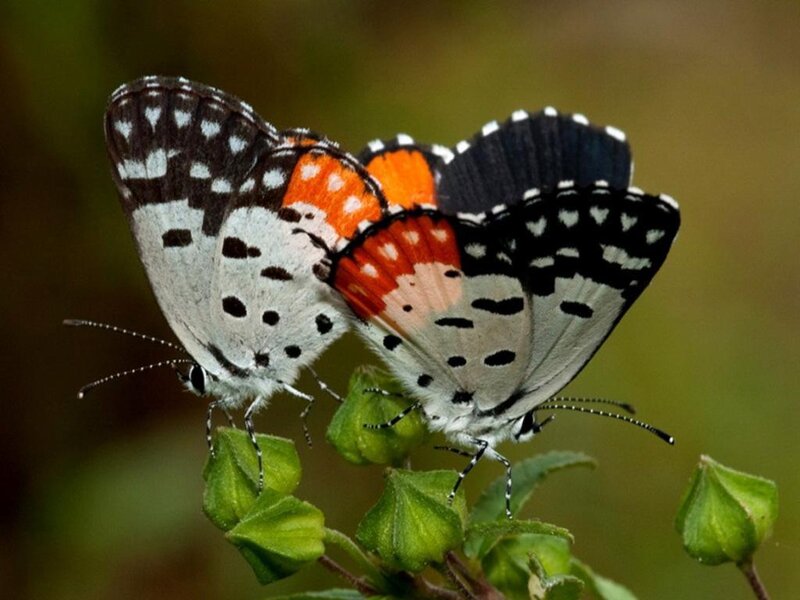 Two Butterflies Mating — White, Calm, Photograph