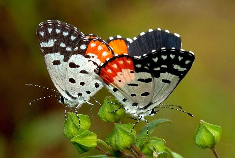 Two Butterflies Mating — White, Calm