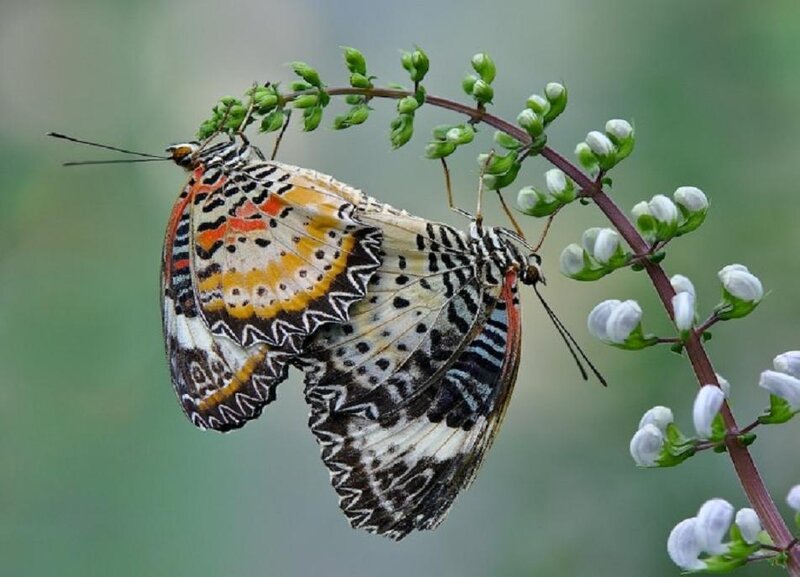 Two Butterflies Mating — White, Serene