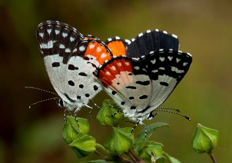 Two Butterflies Mating — White
