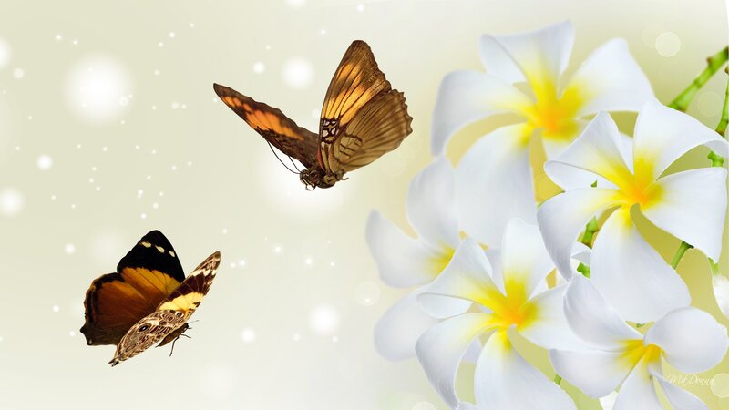 Two Butterflies Near Flowers