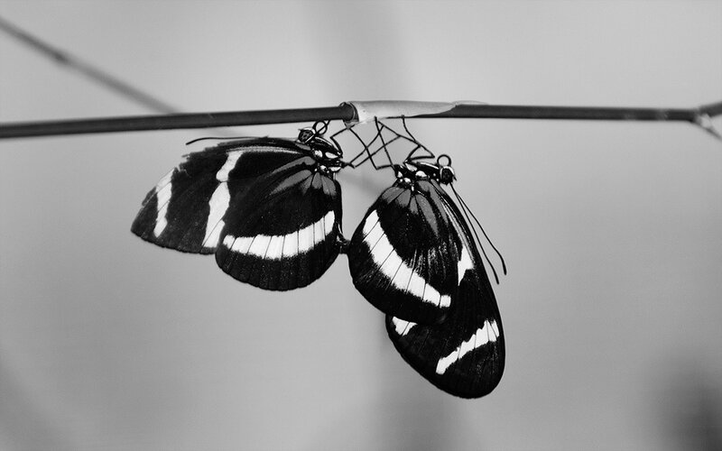 Two Butterflies on a Branch