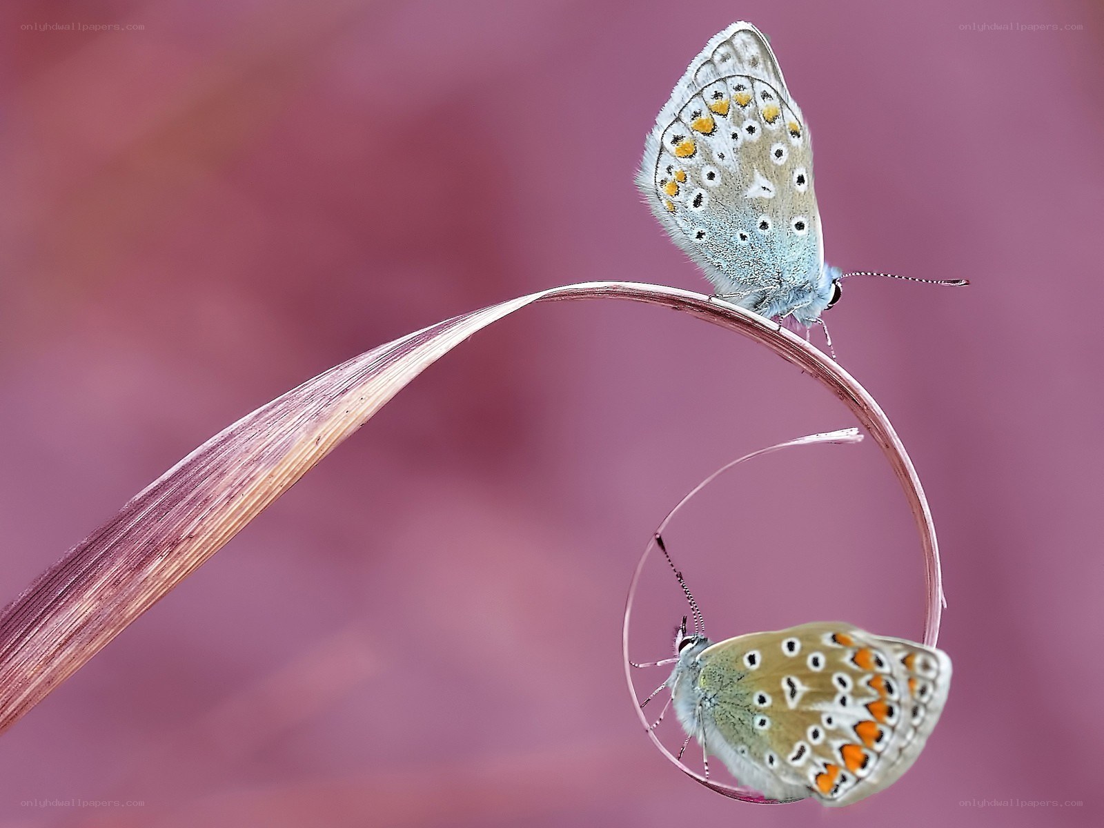 Two butterflies on a curved stem